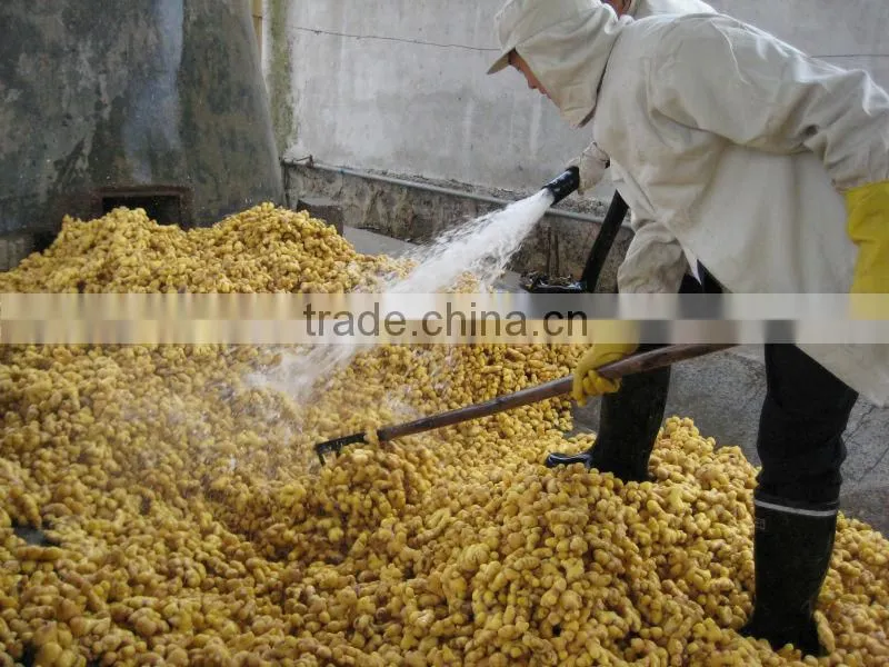 Dried ginger whole spices exporter