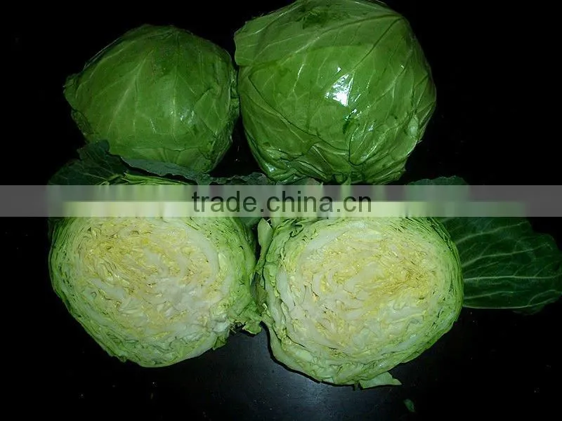 NEW FRESH CABBAGE