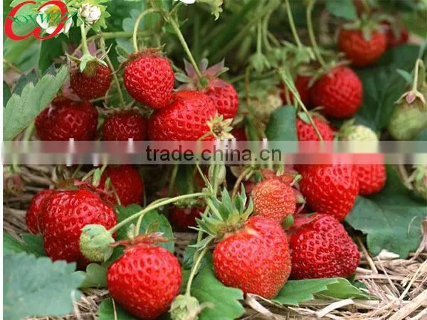 China Syrup fruits manufacturer, Canned strawberry in light syrup