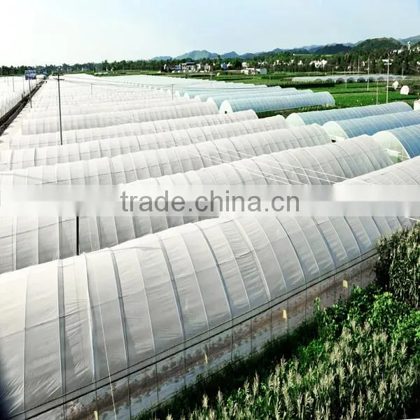 best quality fresh carnation flower with low price