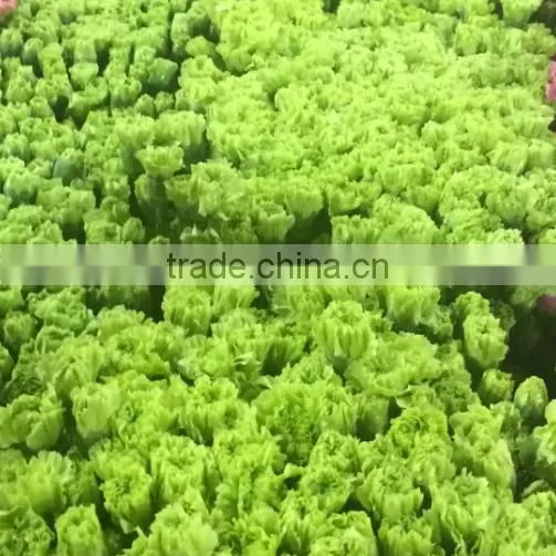 Supply Carnation fresh cut carnation fresh cut flowers