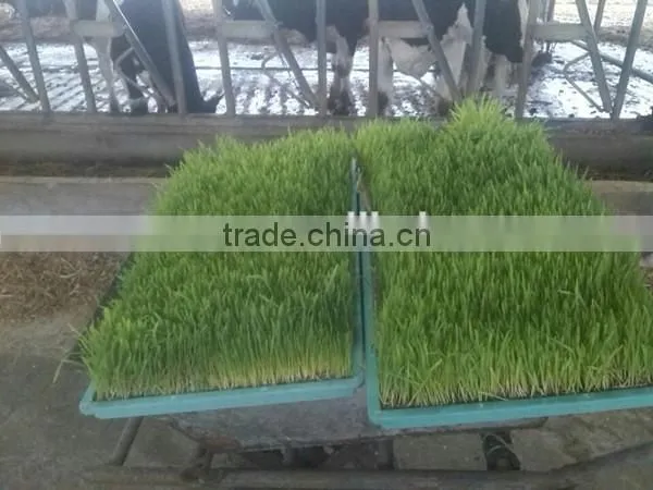 new type automatic barley sprout machine
