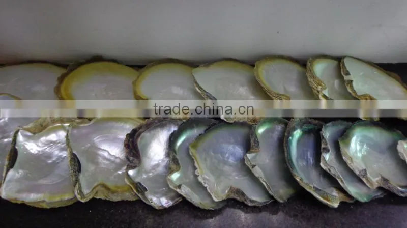 NEW polished tahiti black lip shell plate