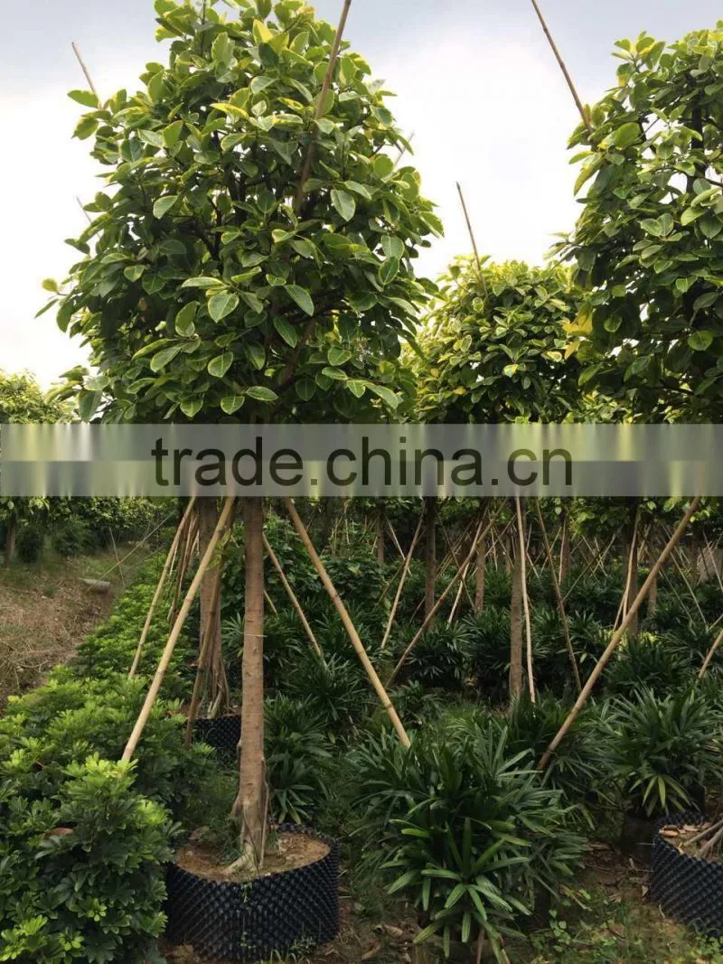 Ficus benghalensis variegata