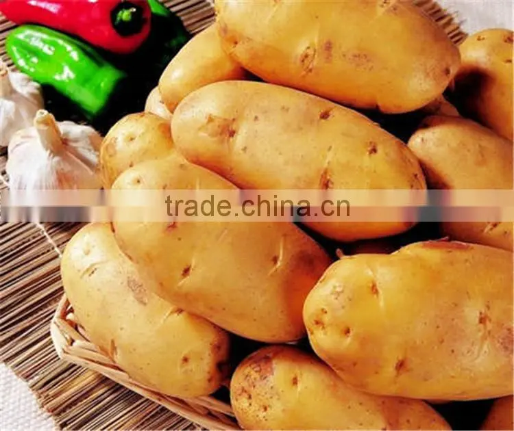 sweet fresh potato