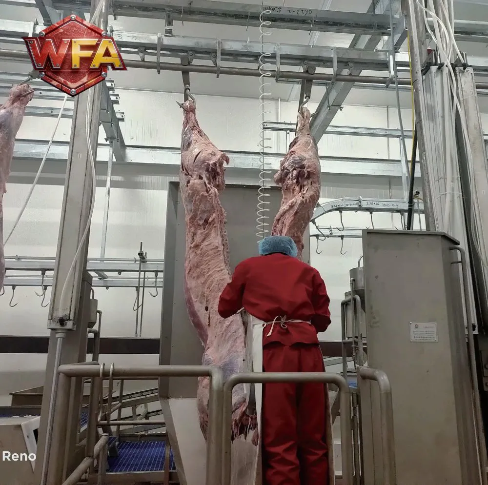 cattle slaughter line (1)