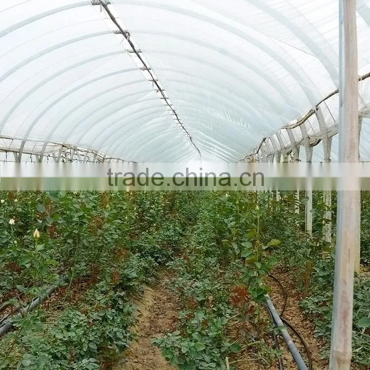 Excellent quality Yellow Crown yellow big rose flower