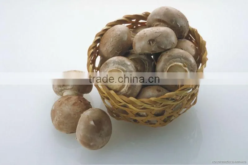 Fresh shiitake mushroom