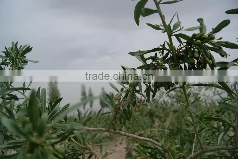 Certified USDA organic goji berries wholesaler