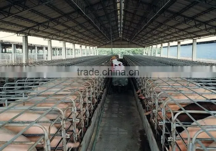 High quality Long span steel structure FOR pig farm