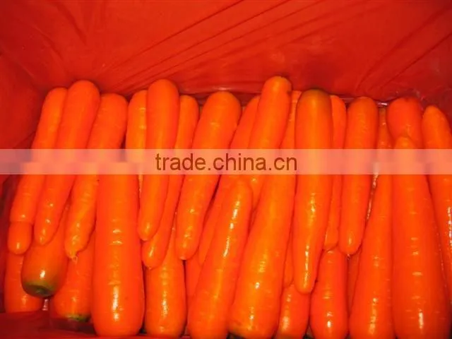 2016 chinese new crop fresh Carrot in carton