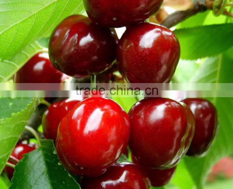 Red cherry fruit tree seeds for Growing