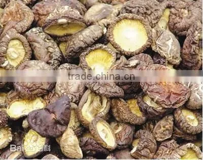 Shiitake mushroom/ Dried Shiitake Mushroom Exporter
