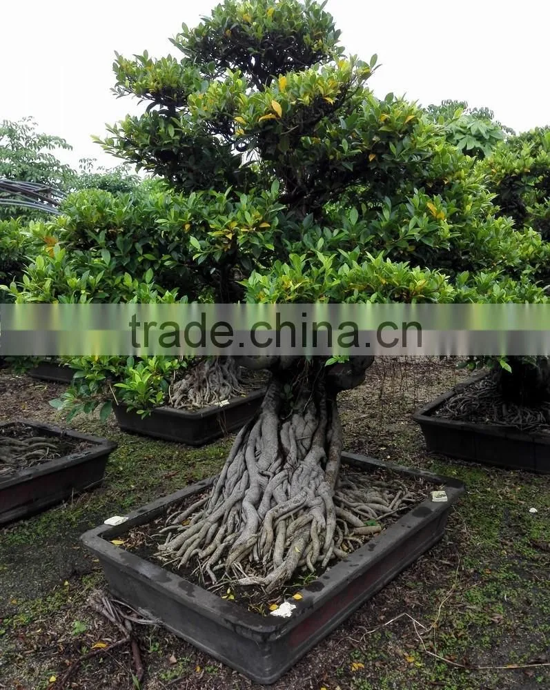 bonsai plants of Ficus Microcarpa