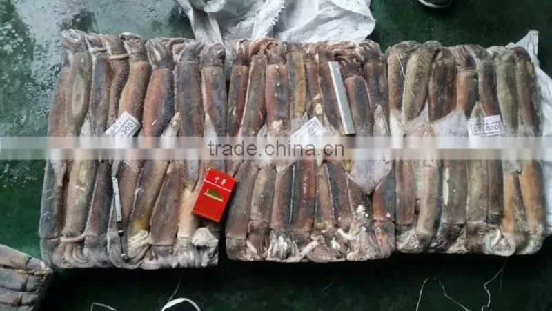 BQF illex argentina/argentinus squid WR