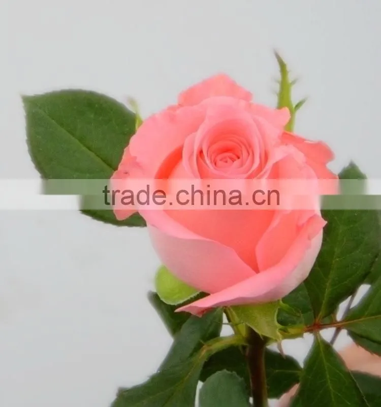 Colorful Diana fresh roses decoration