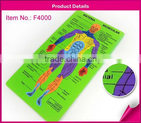 EVA foam puzzle(human digestive system&muscle)