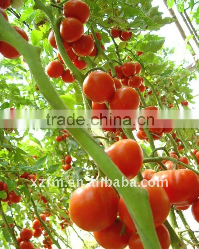 tomato paste in can birx 28-30%,22-24%
