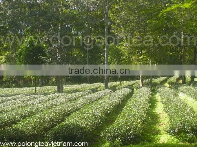VietNam High mountain oolong tea- Dong Son oolong tea"