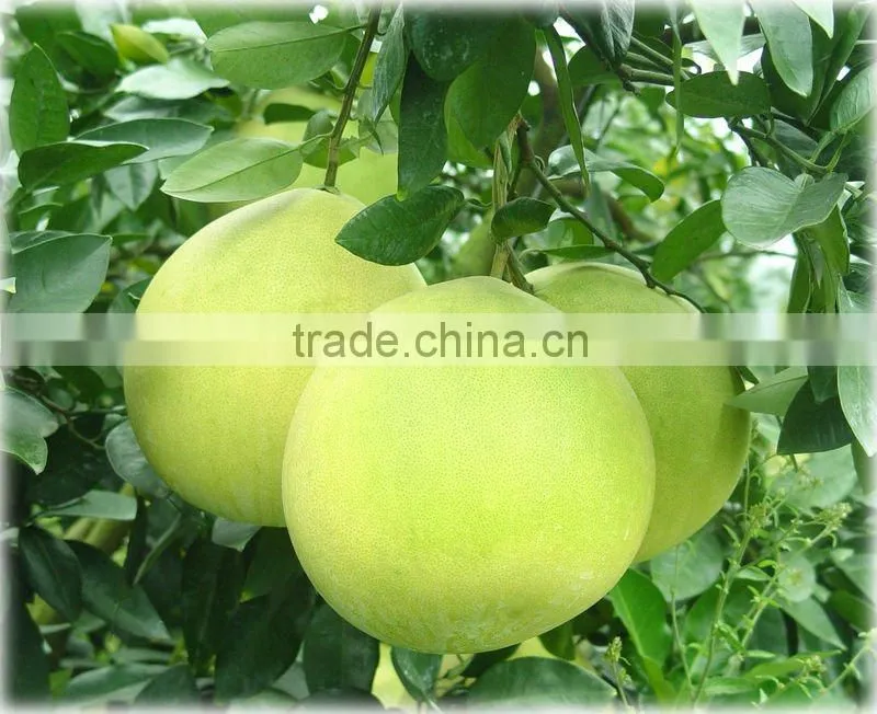 honey pomelo for sale