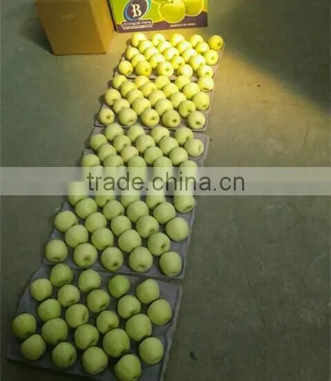 new crop 2015 Delicious Golden apple