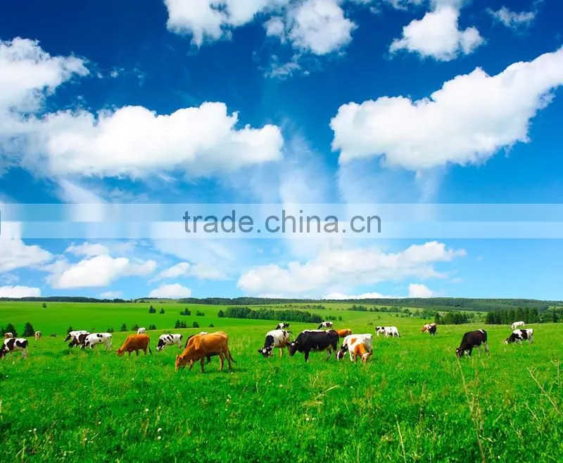 Animal plastic ear Tag/ RFID Animal Ear Tag for livestock