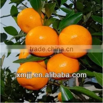 orange buyers