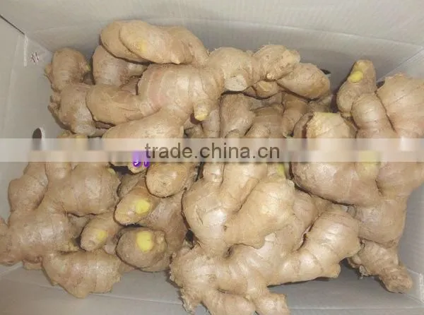 2014 High Quality New Crop Fresh Ginger For UK,CANADA,USA and EU Market