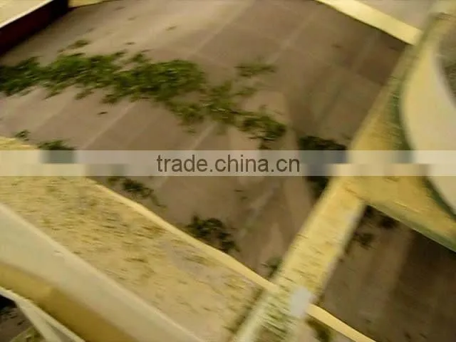 Chinese organic green tea supergreen