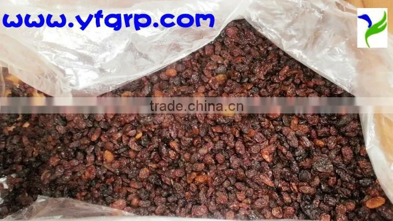 AAA grade zante currant--HOT