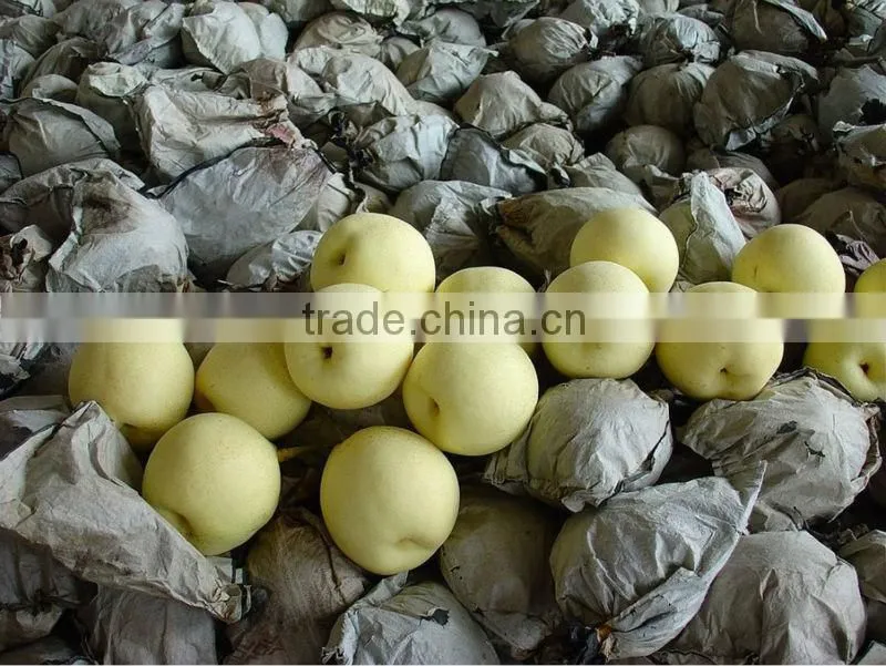 New crop of fresh ya pear for bulk purchase
