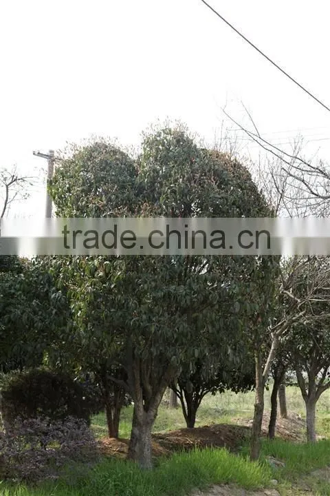 Ulmus pumila L. tree