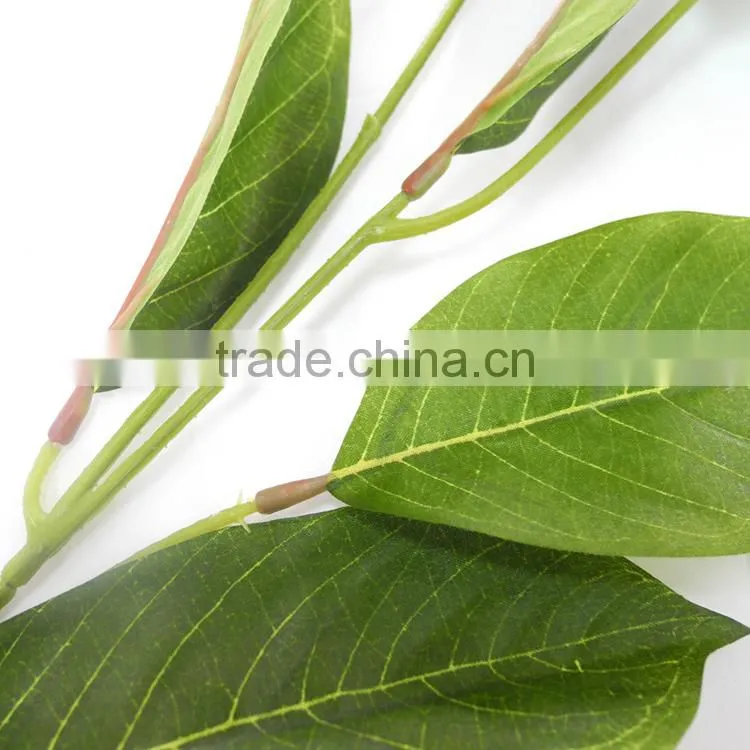 indoor christmas flower Foliage plant