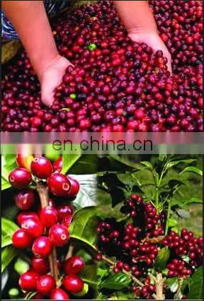 Fresh coffee peeling machine/fresh coffee bean peeler/fresh coffee bean pulper