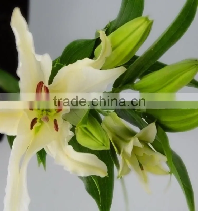 Fashionable Siberia snow white lily