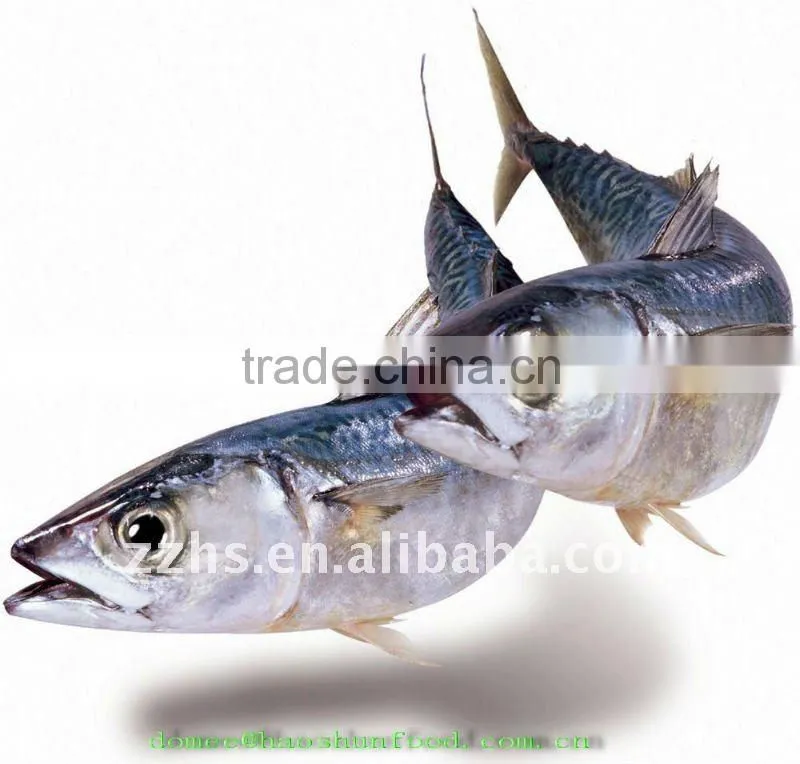 Mackerel canned fish