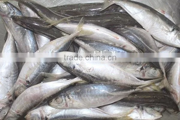 20kg carton frozen horse mackerel fish for sale
