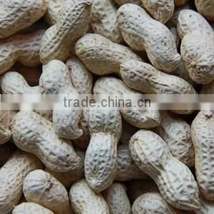 Blanched Peanut Kernels Best Quality And Hot Sell