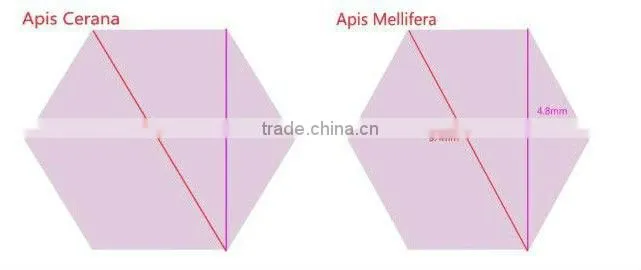 We are manufacturer in European markets for beeswax foundation sheet