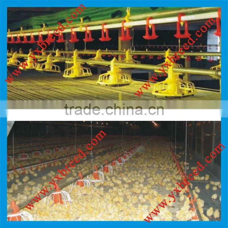 Floor broiler raising system