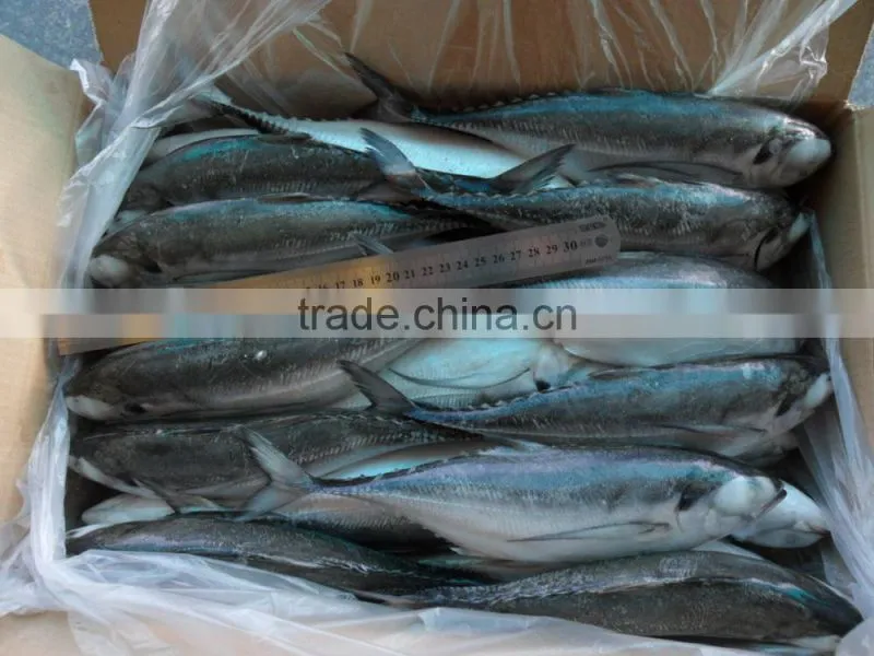 frozen hard tail scad 60/80 per carton from China