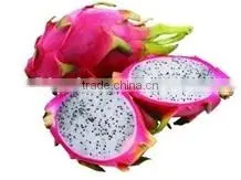 Frozen Dessert Maker Fruit Dessert Maker Frozen Sorbet Maker