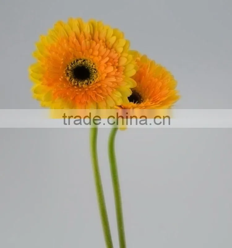 Quality Champagne fresh gerbera plants