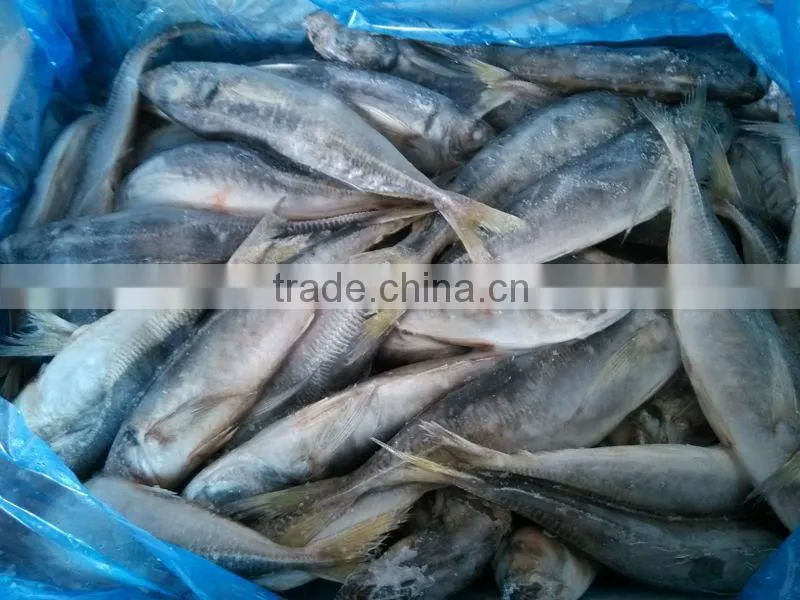 frozen horse mackerel whole round