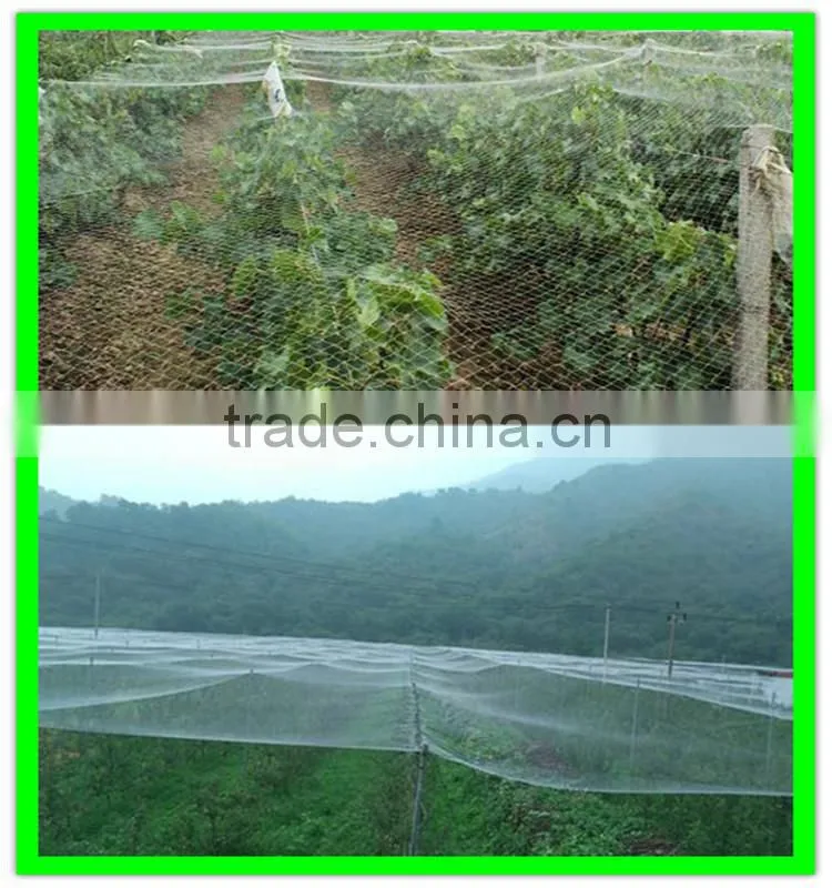 PE plastic anti bird netting/agricultural anti bird net/cheap bird netting for fruit cover
