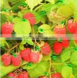 Strawberry Netting, Blueberry Netting, Grape Netting