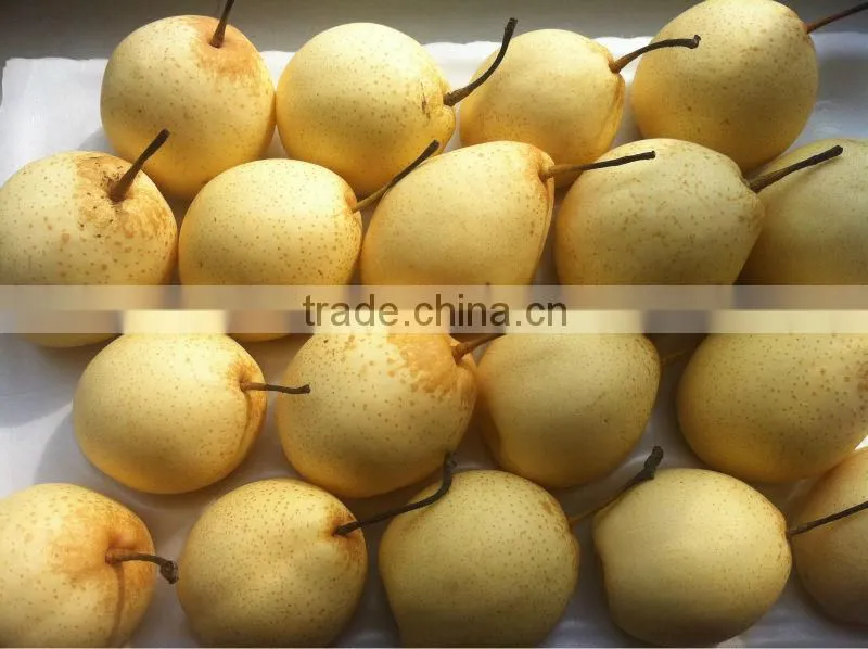 Ya pear New crop fresh pear wholsale