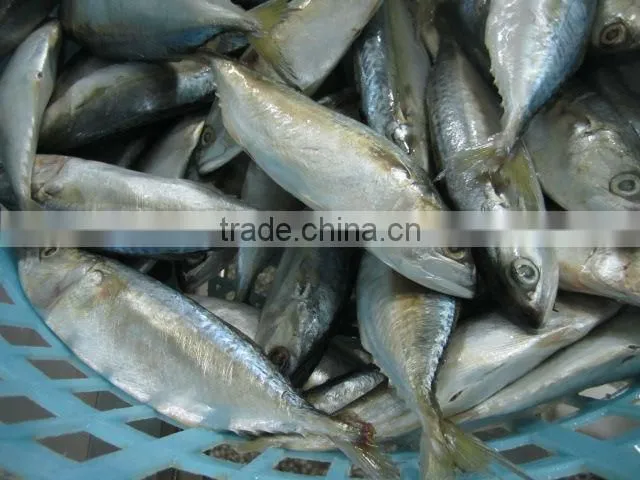 Indian mackerel