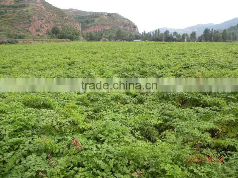 Chinese angelica
