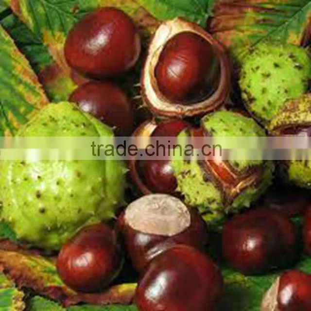 Fresh factory direct chestnut sale in shell